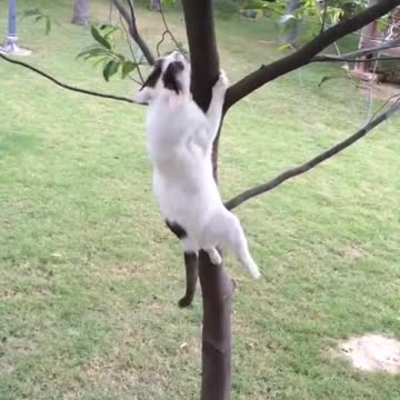 Fighting of handicap Cats