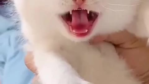 Meowing little white cat