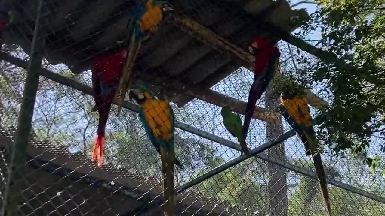 Beautiful Macaws - Araras em São Paulo