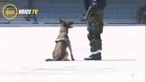 Trending dog in army. Boy