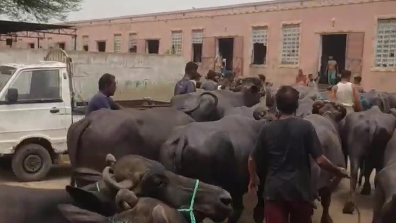 Buffalo market