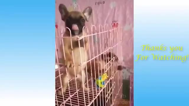 Funnyanimal video 1