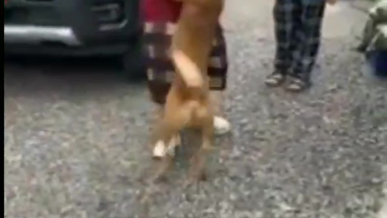 Heartwarming Reunion: Dog Reunites with Lost Owner After Years Apart 🐾