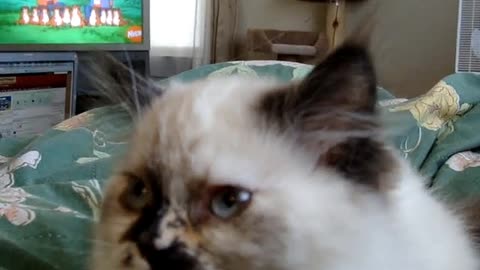 Himalayan kitten attacks like a vicious guard kitten. 🤣