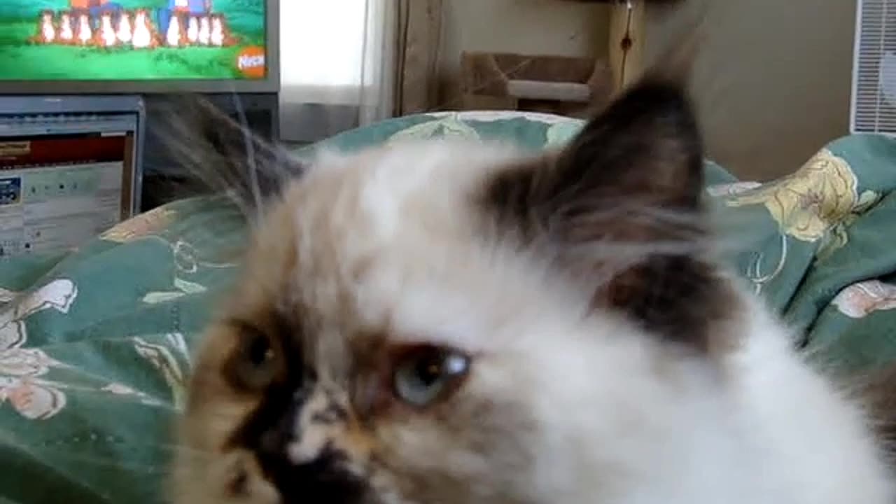 Himalayan kitten attacks like a vicious guard kitten. 🤣