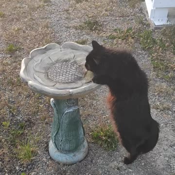 Clancy's exit from the yard.