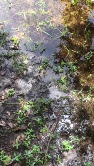 Baby alligator in a rain puddle