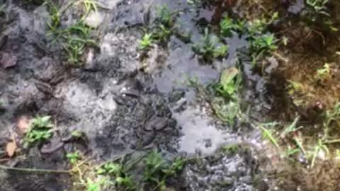 Baby alligator in a rain puddle