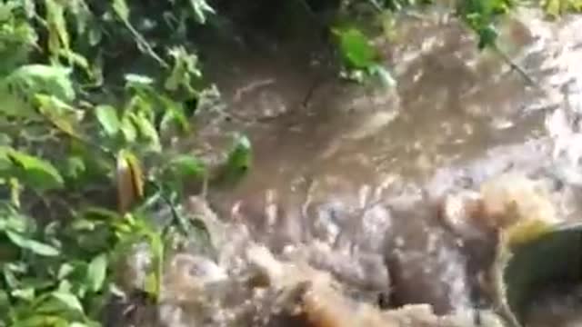 GIANT GOLDEN FISH, RIVER SAO FRANCISCO