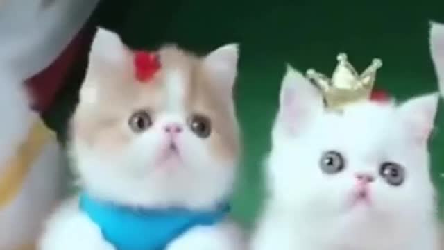 CATS 🐈