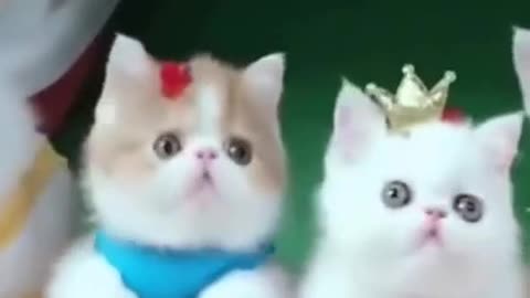 CATS 🐈