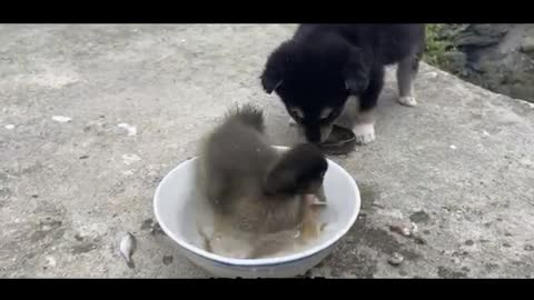 Duck and puppy grab fish to eat