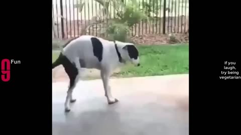 TRY NOT TO LAUGH 😆 Best Funny Videos Compilation 😂😁😆 Memes 1