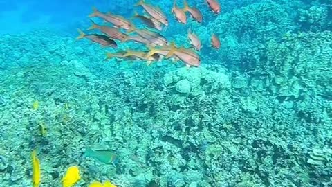 lovemyplanet#oceanlover