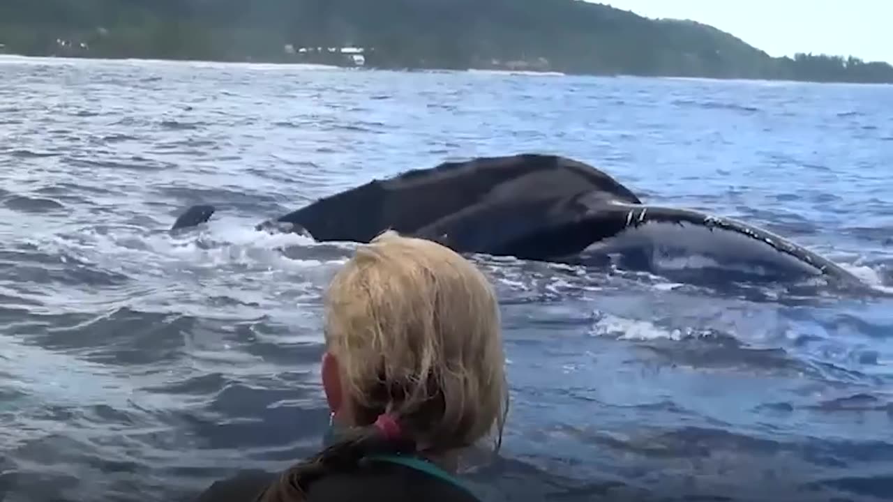 Whale Protects Diver From Shark | The Dodo