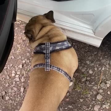 Frenchie refuses to go home