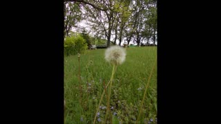 Sharing Some Sun Shine Dandelion