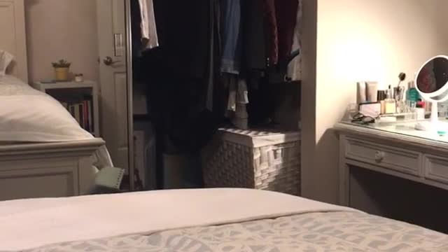 Cat knocks over chair jumps into closet