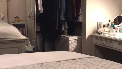 Cat knocks over chair jumps into closet