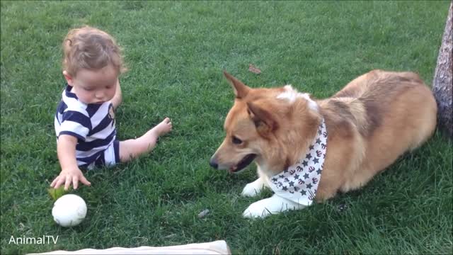 Watch Corgi Are simply The Best - Cutest dogs Compilation