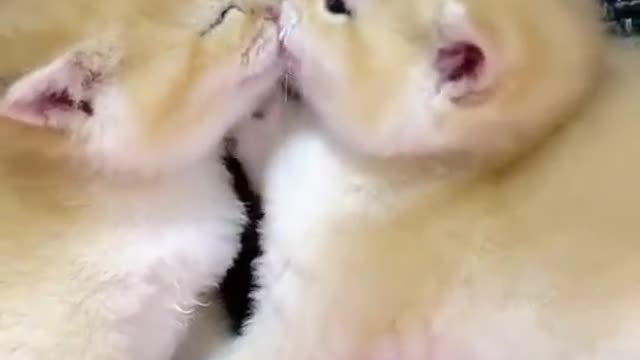 Cute kitten with her brother | Funny Video 2022 😍😂🤣