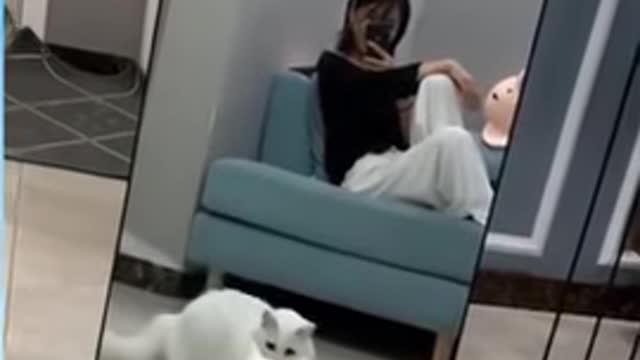 Cute pet videos - Funny cat Videos