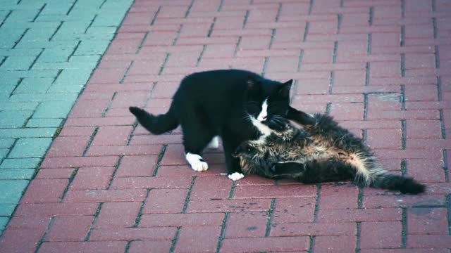 kitten having fun with her little friend, beautiful.