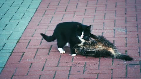 kitten having fun with her little friend, beautiful.