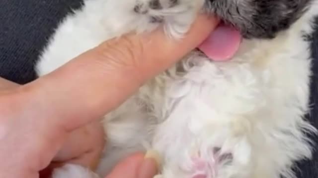 Give me treat or lose your finger! Cutest Puppy