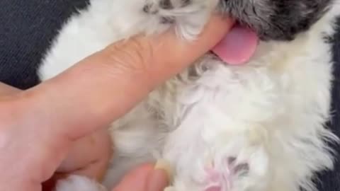 Give me treat or lose your finger! Cutest Puppy