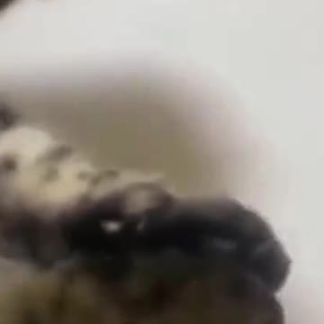 PETS NEVER LIE ABOUT LOVE-54 #shorts