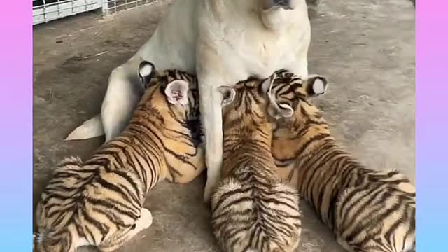 Dog funny video, Quite Dog serving his milk savak video,