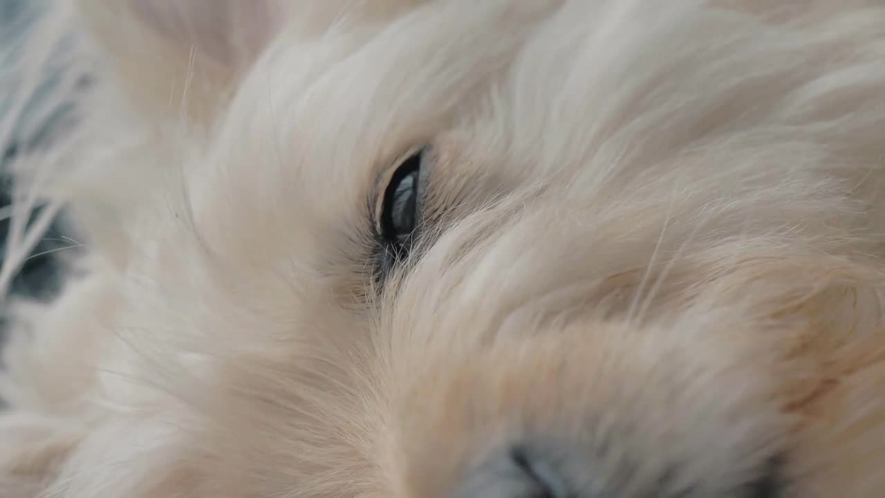 Lovely mixed breed dog sleeping deep sweet on bed. Cute sleepy face. . Pet care and animals concept