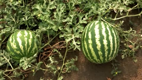 Mastering Happiness The Watermelon Lesson