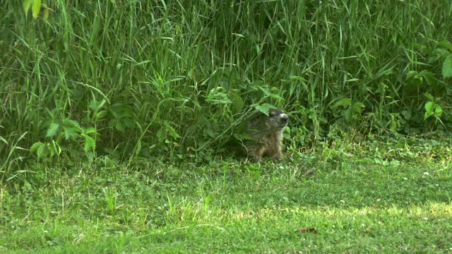 Groundhog Dodges Arrow! (INCREDIBLE