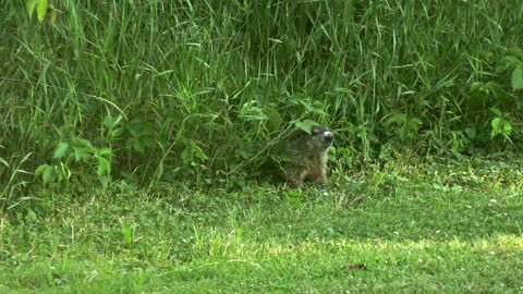 Groundhog Dodges Arrow! (INCREDIBLE