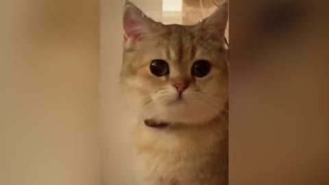 Cute funny smart cat videos 😁😁