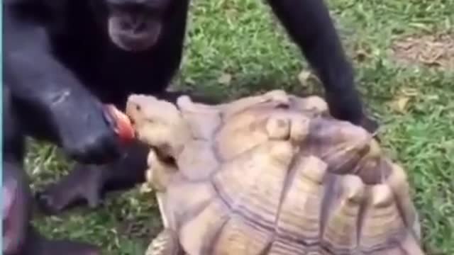 Orangutan and Tortoise