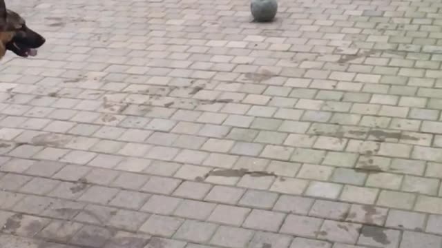 German Shepherd acrobatic fall