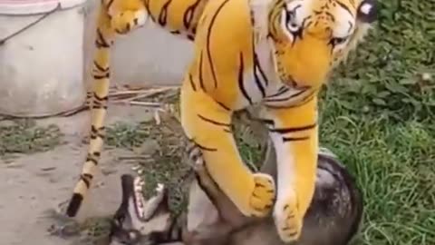 Funny Animals: Dog Being Cute ❤