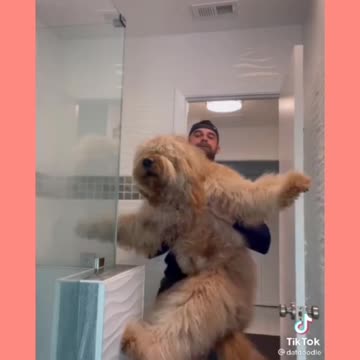 Watch this Dog crazy reaction at bath time!