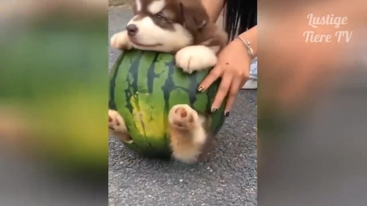 Funny Dog Videos With Watermelon