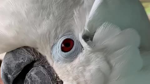 Cockatoo shows owner where to scratch.