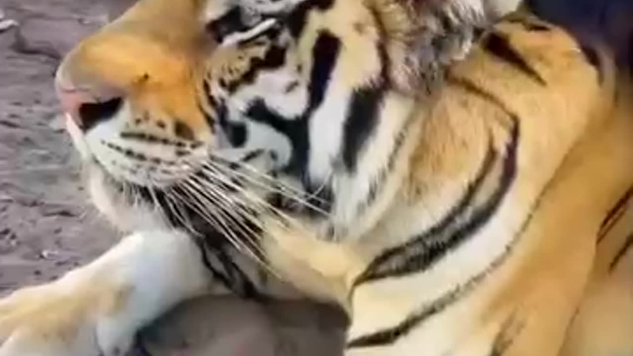 the unusual but pure friendship between a bear and a tiger