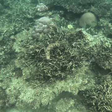 🌊💙 There’s something so magical about being around a healing reef