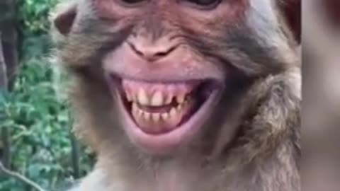 Monkey can't control laughing