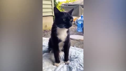 Cat and Dog Funny 2024🤣🤩😍
