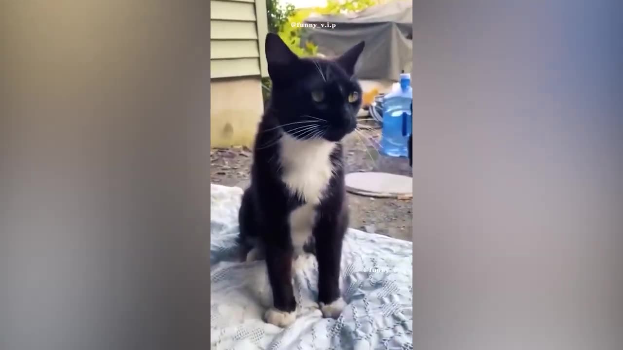 Cat and Dog Funny 2024🤣🤩😍