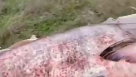 The Russian military caught a huge fathead trout weighing 60 kilograms.