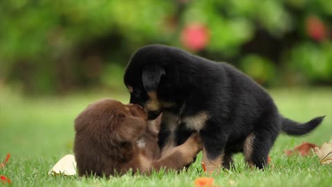 Love is not limited to humans